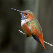 Adult male. Note: green back (up to 5% of male Rufous Hummingbirds can show a green back) Adult male. Note: green back (up to 5% of male Rufous Hummingbirds can show a green back)