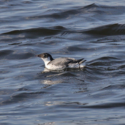 Nonbreeding adult Nonbreeding adult