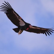 Adult in flight (picture taken in California) Adult in flight (picture taken in California)