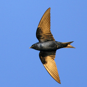 Male in flight. Note: dark blue body, and slightly forked tail. Male in flight. Note: dark blue body, and slightly forked tail.