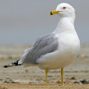 Adult breeding plumage. Note: yellow bill with dark ring, yellow legs, pale eye, and light gray mantle. Adult breeding plumage. Note: yellow bill with dark ring, yellow legs, pale eye, and light gray mantle.