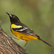 Male. Note: black breast and back and bright yellow belly. Male. Note: black breast and back and bright yellow belly.