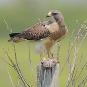 Adult (light morph). Note: white throat and rufous breast. Adult (light morph). Note: white throat and rufous breast.