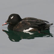 Male. Note: feathered bill base and white patch on eye. Male. Note: feathered bill base and white patch on eye.